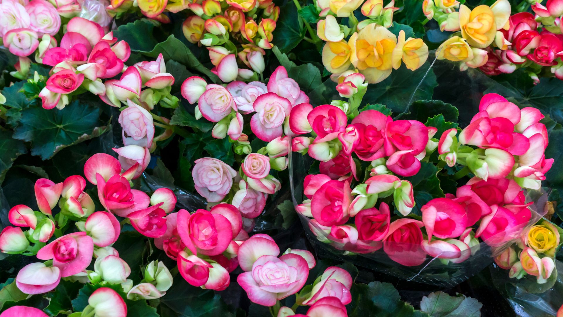 16 Annuals That Bloom In The Shade