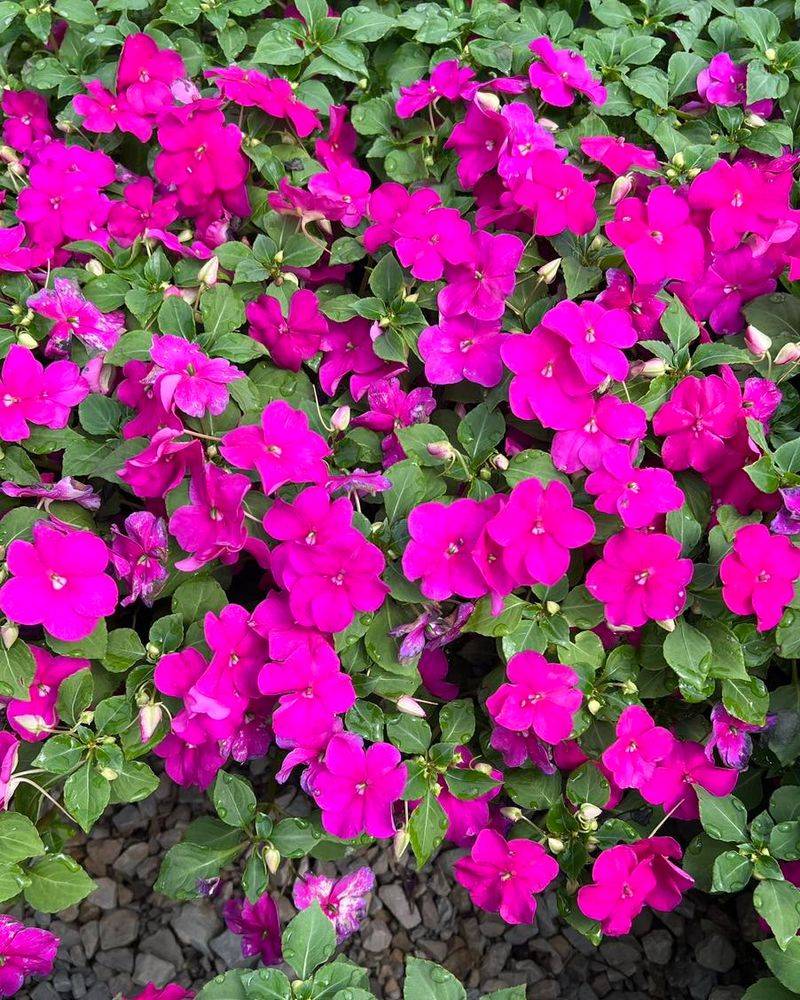 Impatiens
