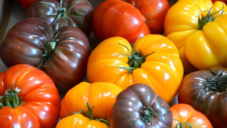 heirloom tomatoes