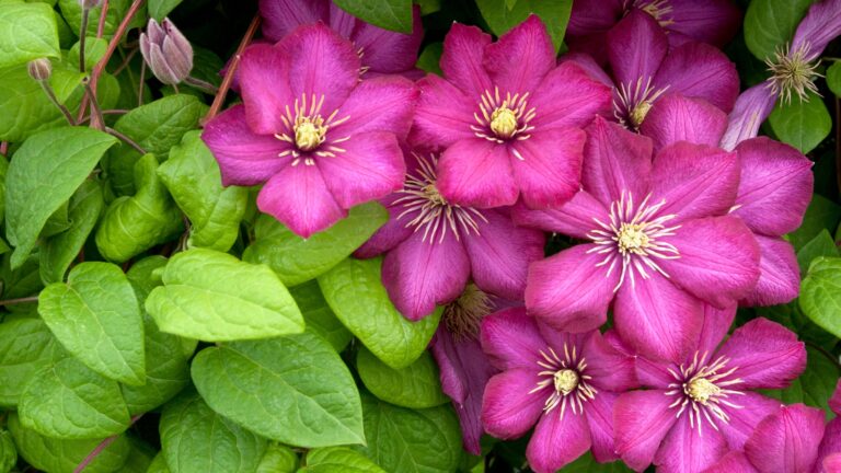 Clematis