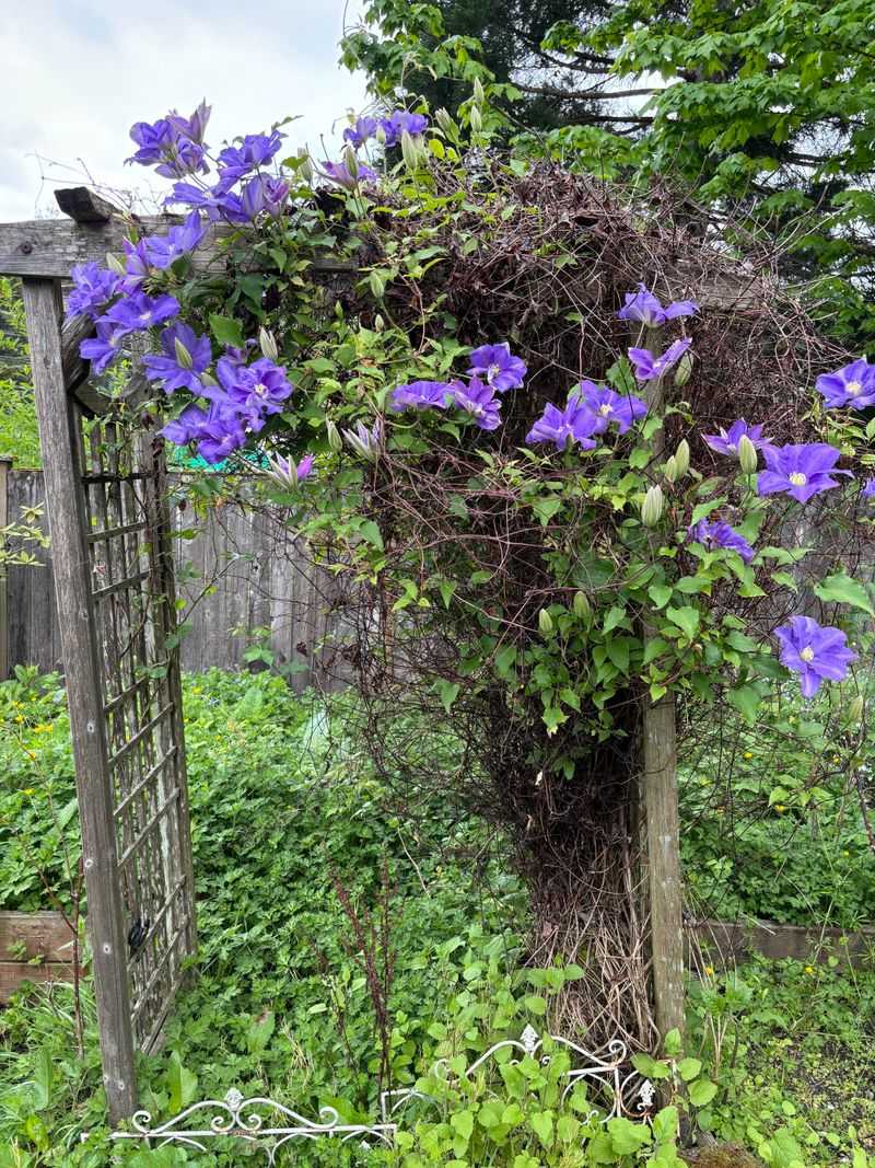 Improper Pruning Timing