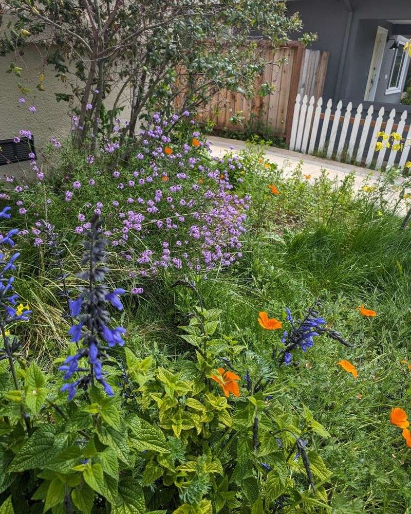 Native Wildflower Strip