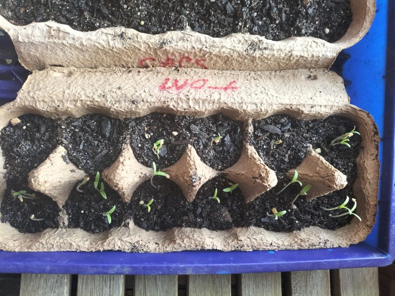 Start Seeds In Egg Cartons