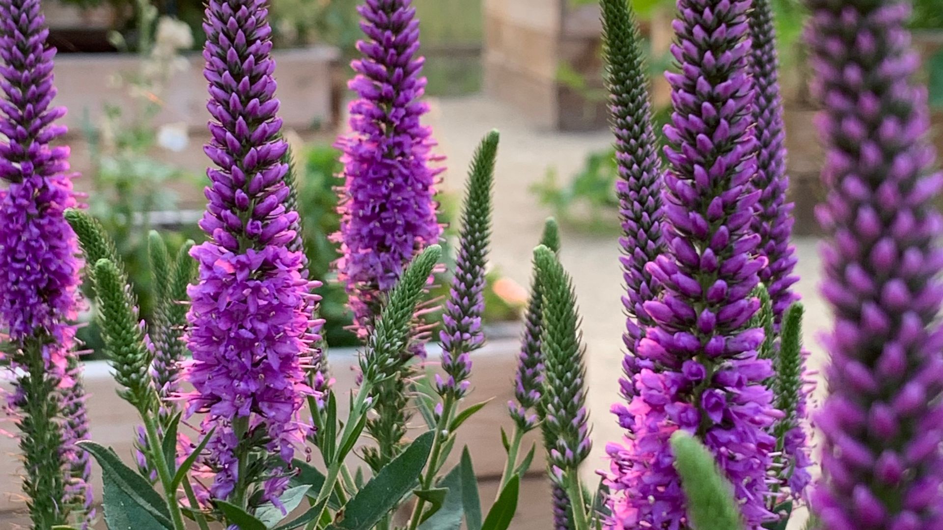 veronica plant
