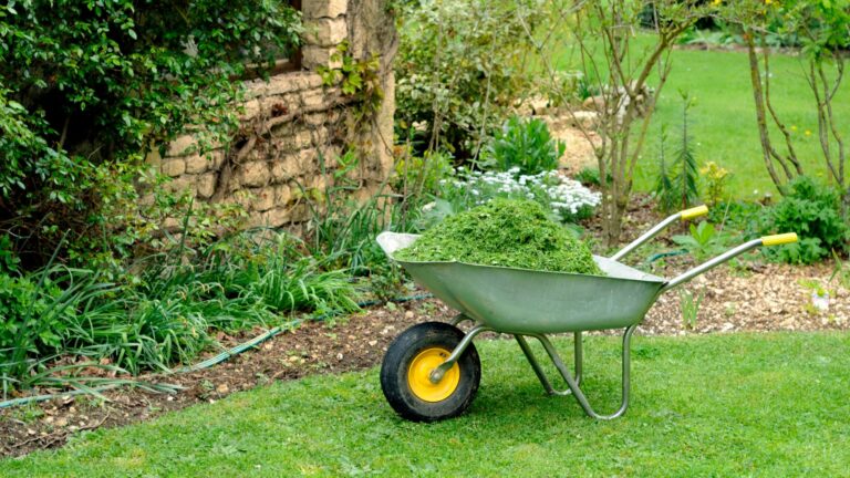 Grass Clippings in a Wheelbarrow for Garden Mulching