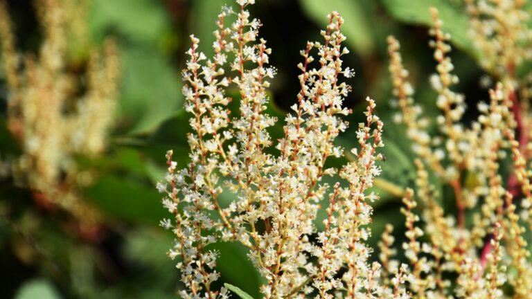 japanese knotweed