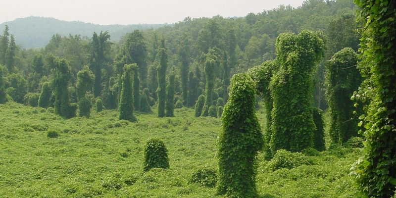 Kudzu: The Vine That Ate the South
