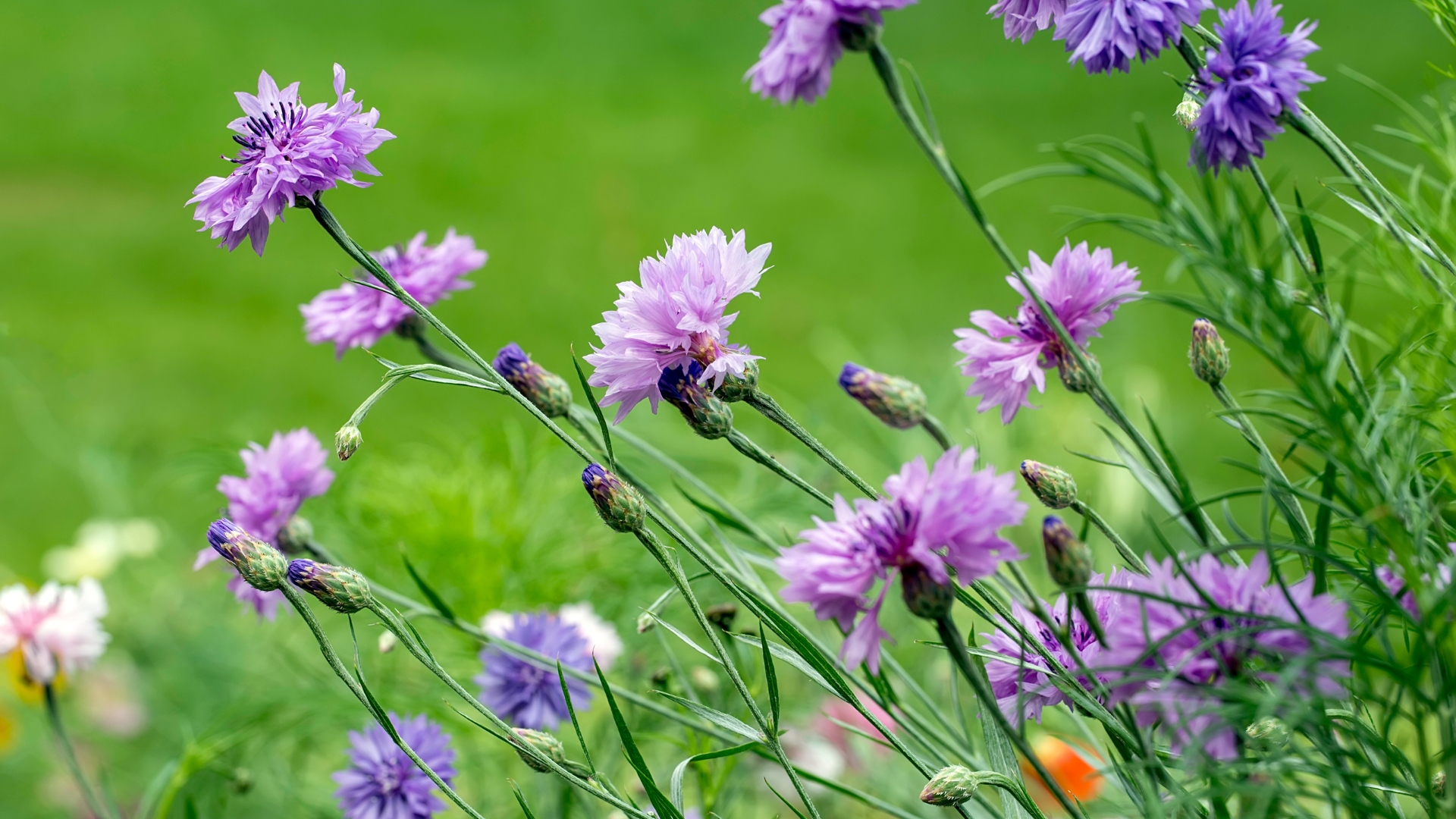 16 Easy Seeds To Scatter For A Backyard Bursting With Wildflowers (And Tips To Keep Them Thriving)