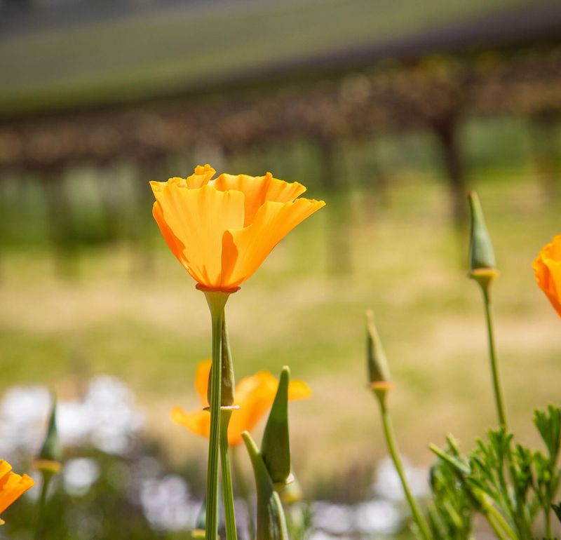 California Poppies: Golden Cups of Sunshine