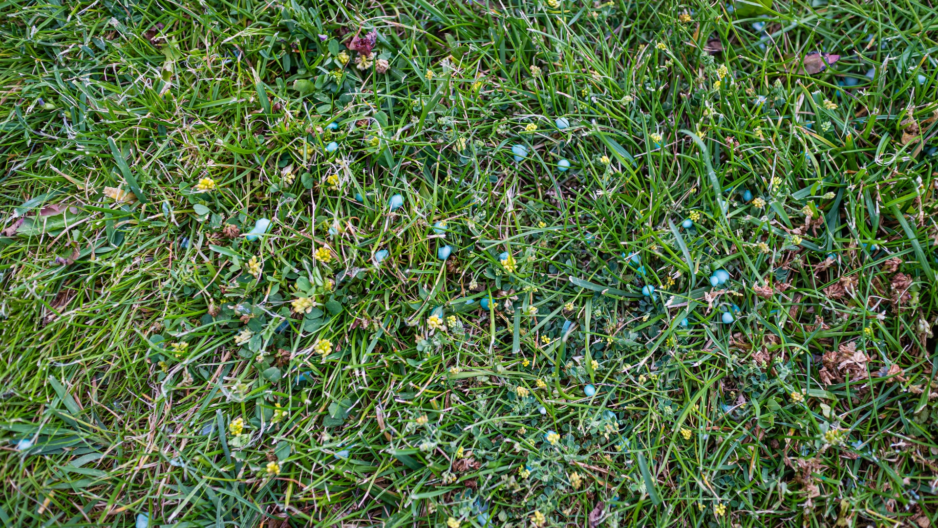 lawn