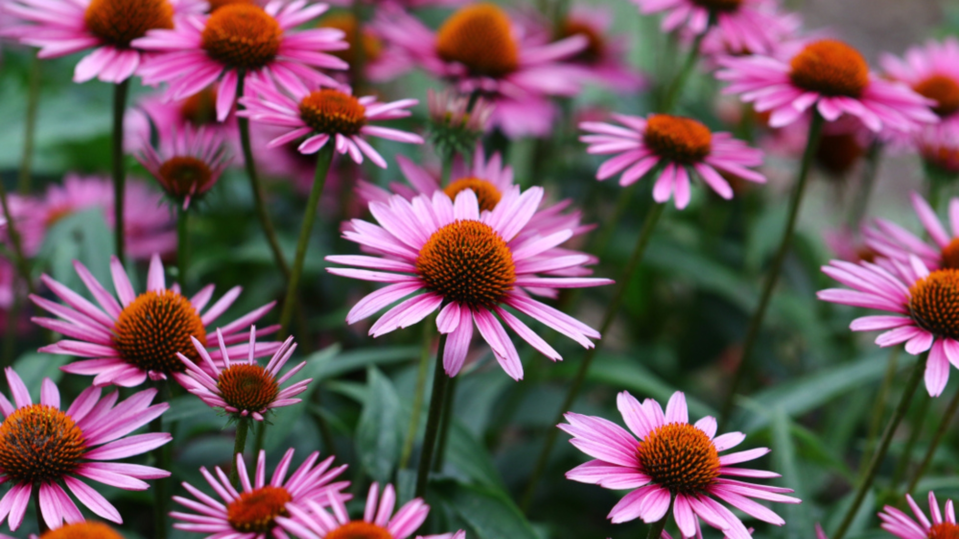 16 Fuss-Free Perennials You’ll Never Regret Planting (+ 4 To Avoid)