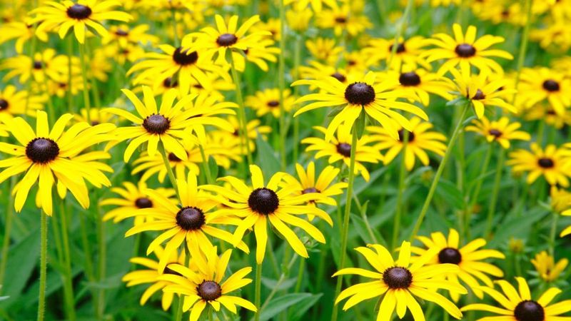 Black-Eyed Susans: Sunshine That Never Quits