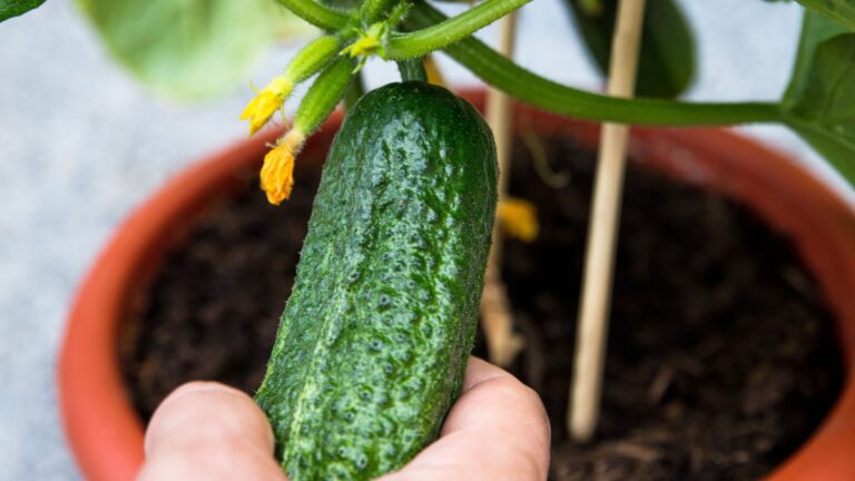 pot grown cucumber