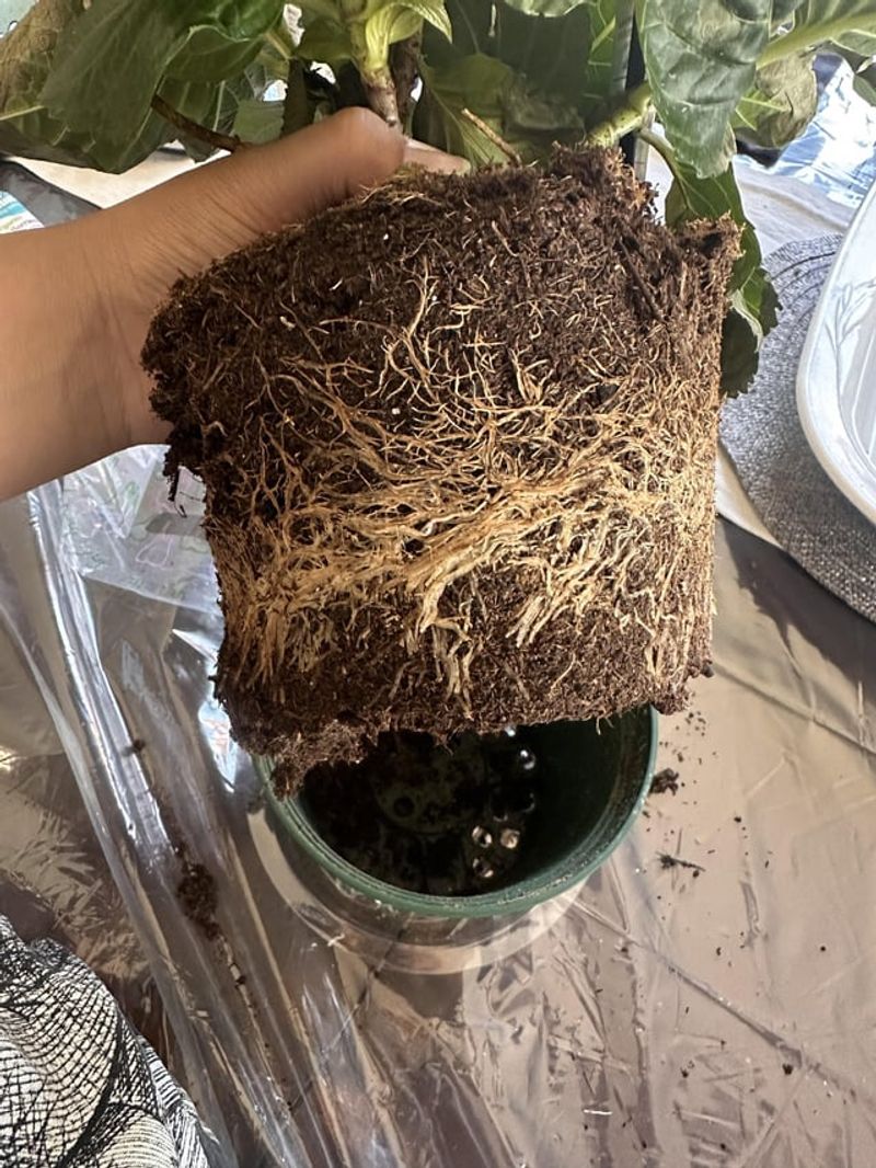 Choosing Containers That Are Too Small