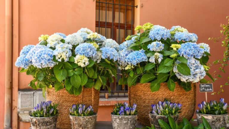 potted blue hydrangeas in pots