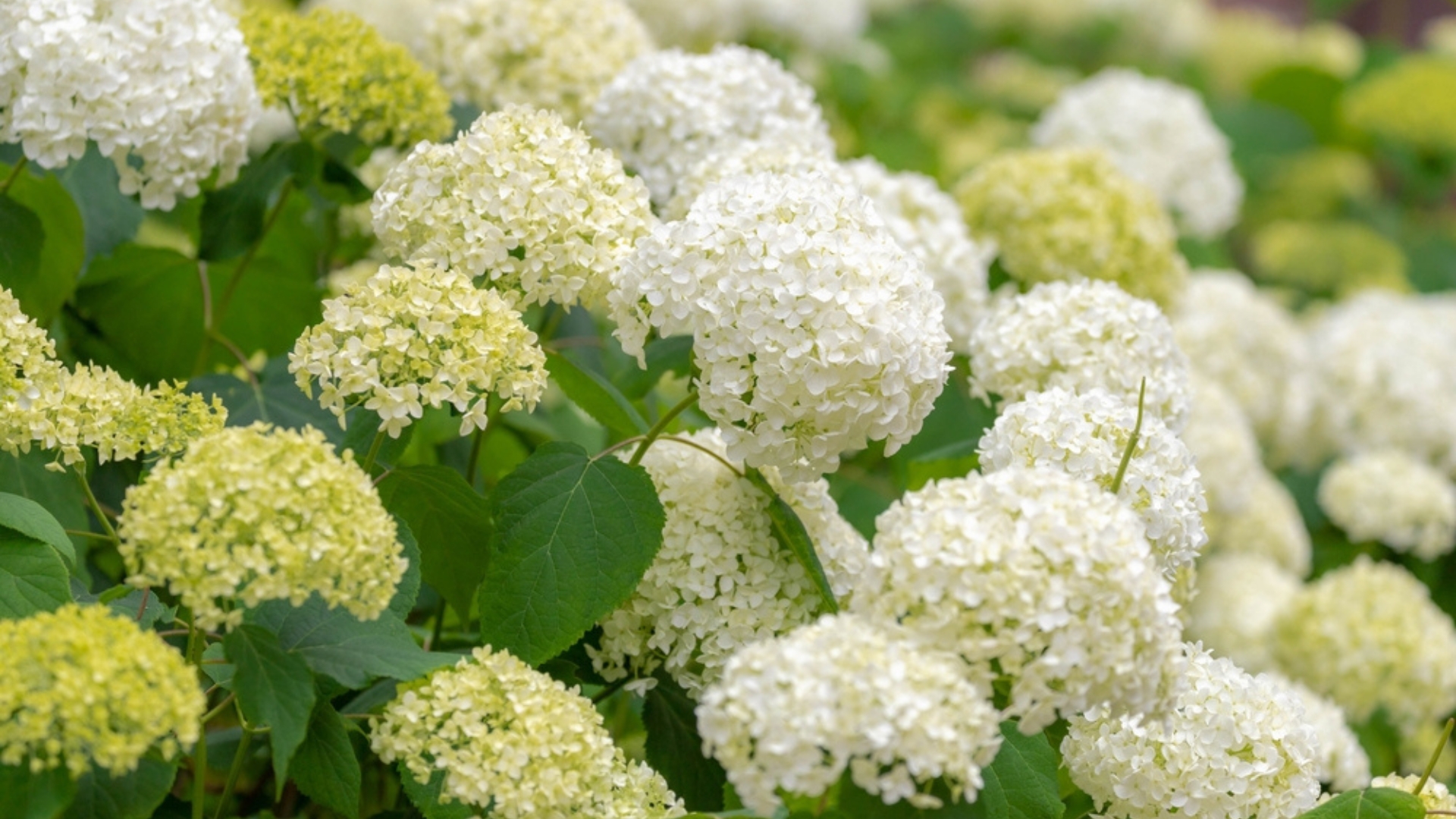 16 Hydrangea Myths You Need To Stop Believing (And What Actually Works)