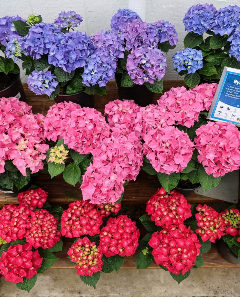 Coffee Grounds Turn Hydrangeas Blue