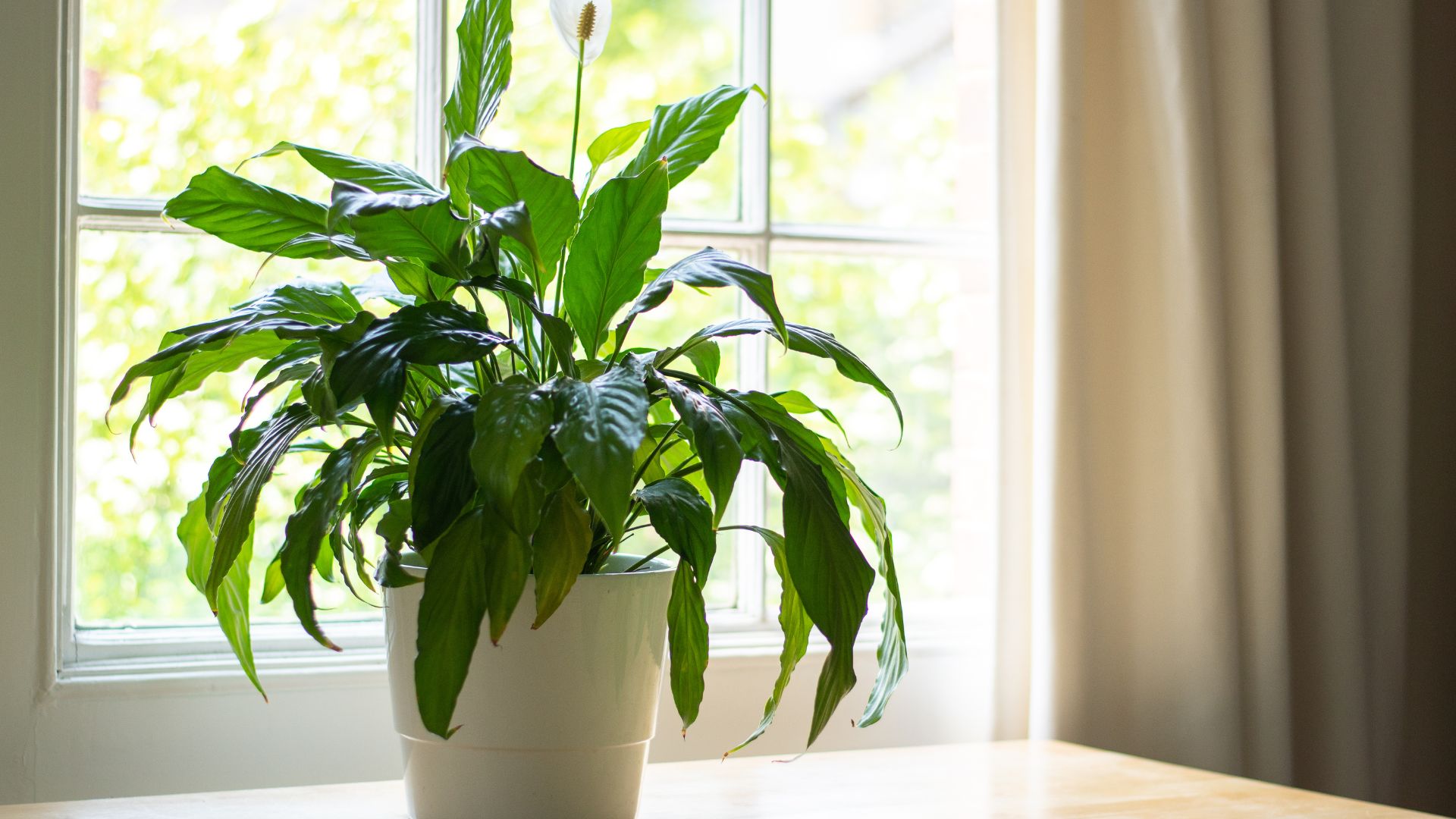 16 Indoor Plants That Look Like A Banana Tree (Tropical Vibes Without The Size)