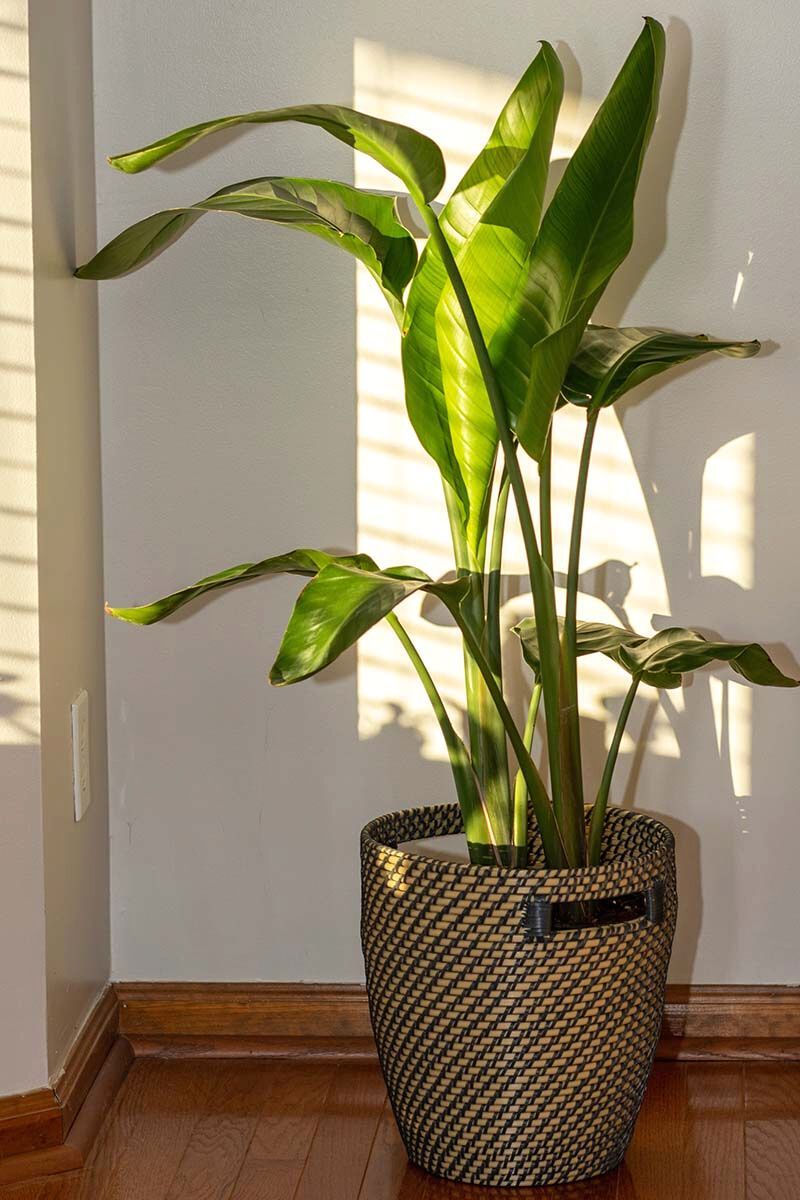 Bird Of Paradise