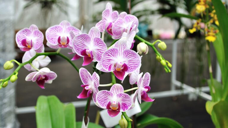 Orchids