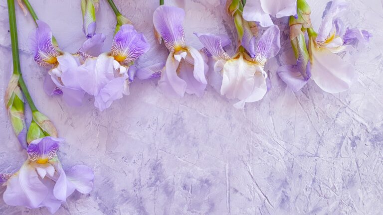 iris flowers