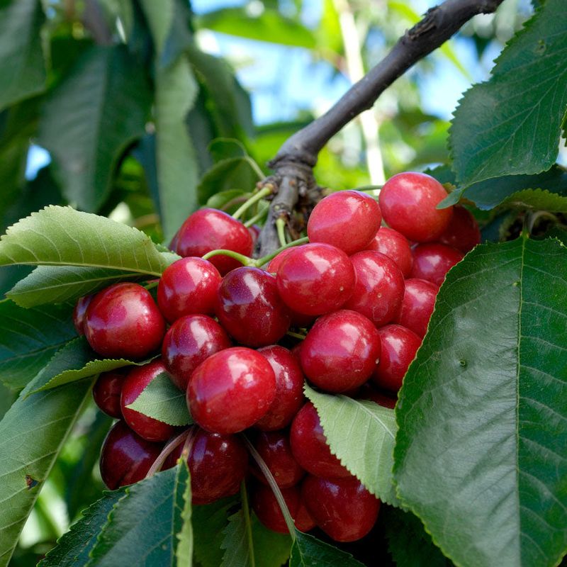 Bing Cherry