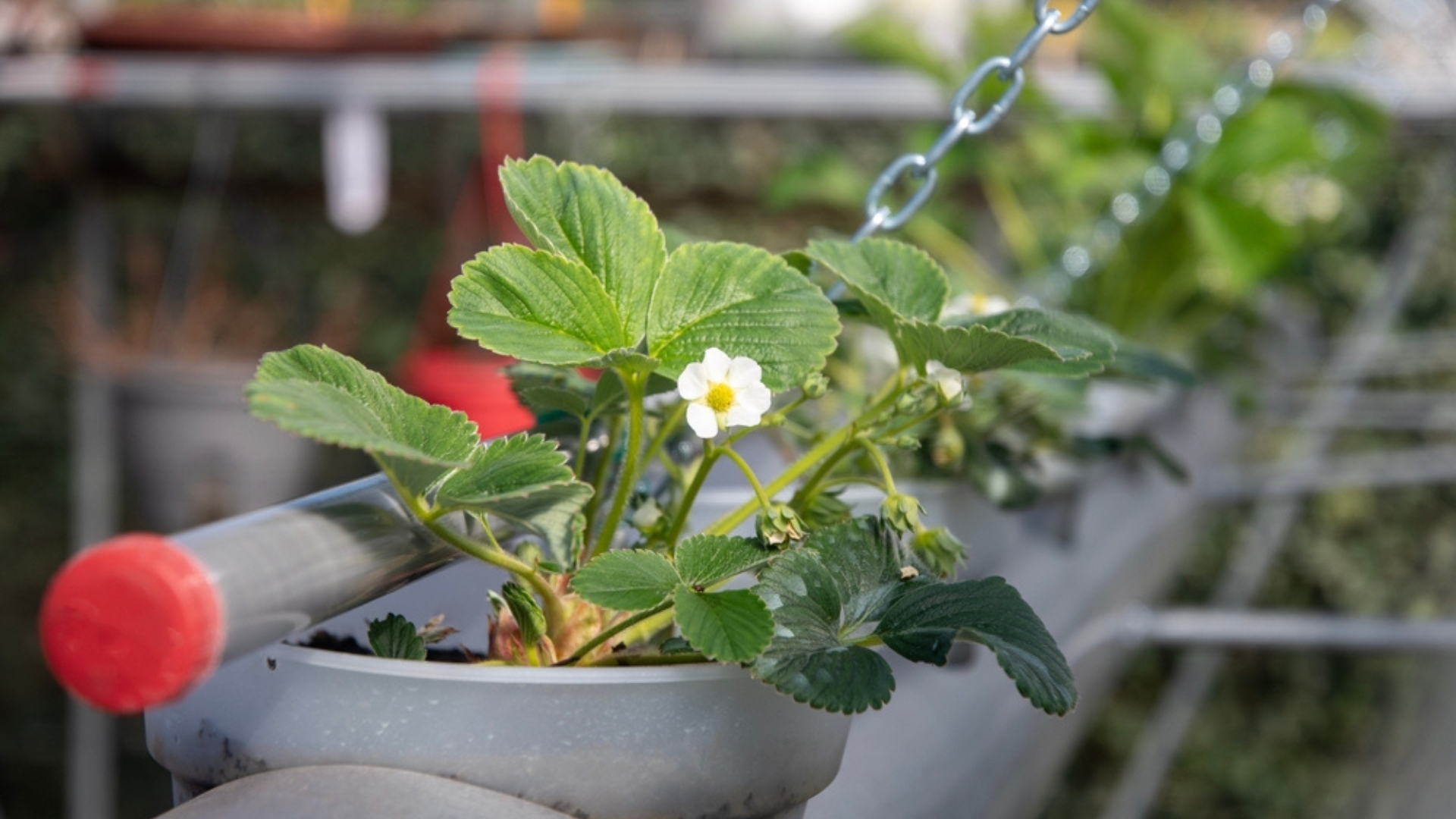 16 Mistakes That Stop Strawberries From Fruiting—And Simple Fixes That Actually Work