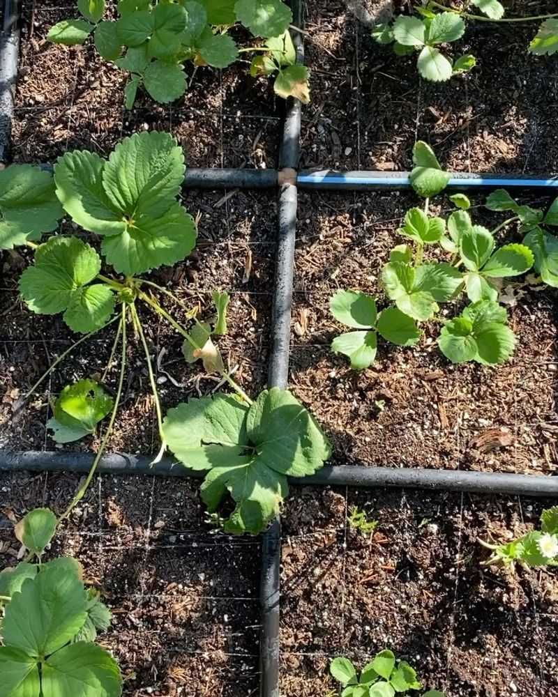 Young Plants Need Time