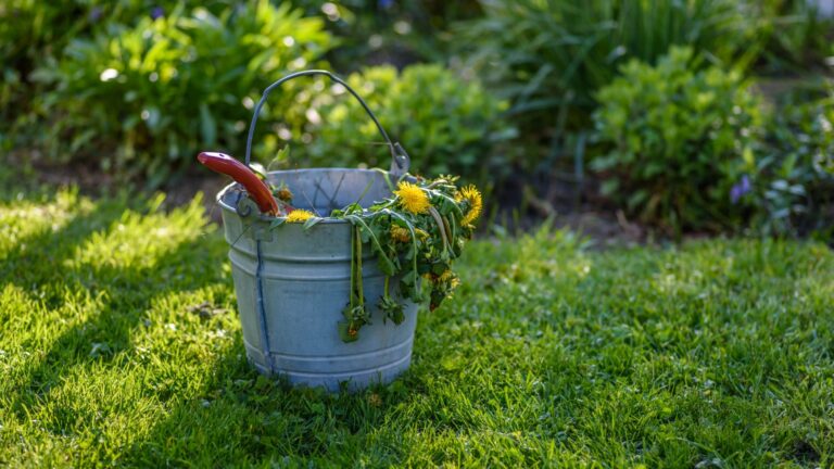 removed weeds in a bucket