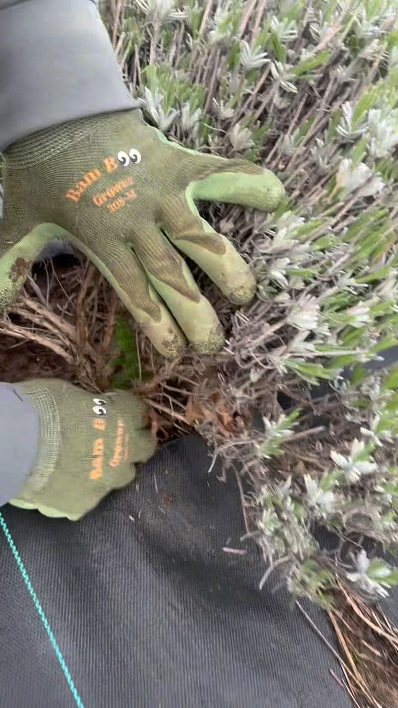 Pull Weeds After Rain