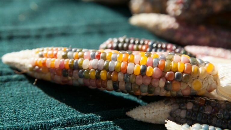 Glass Gem Corn Cob Heirloom Indian Cherokee
