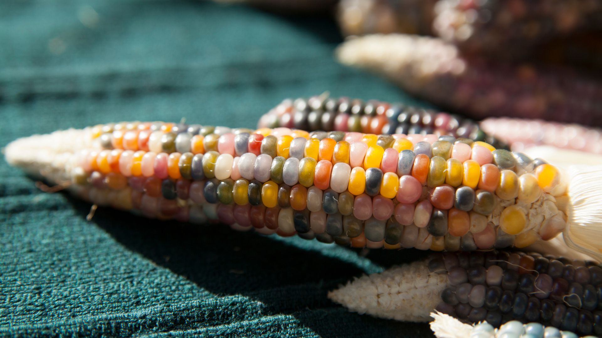 16 New Vegetable Varieties Gardeners Are Loving Right Now
