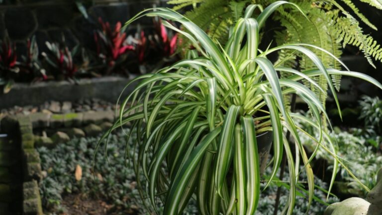 spider plant outdoors