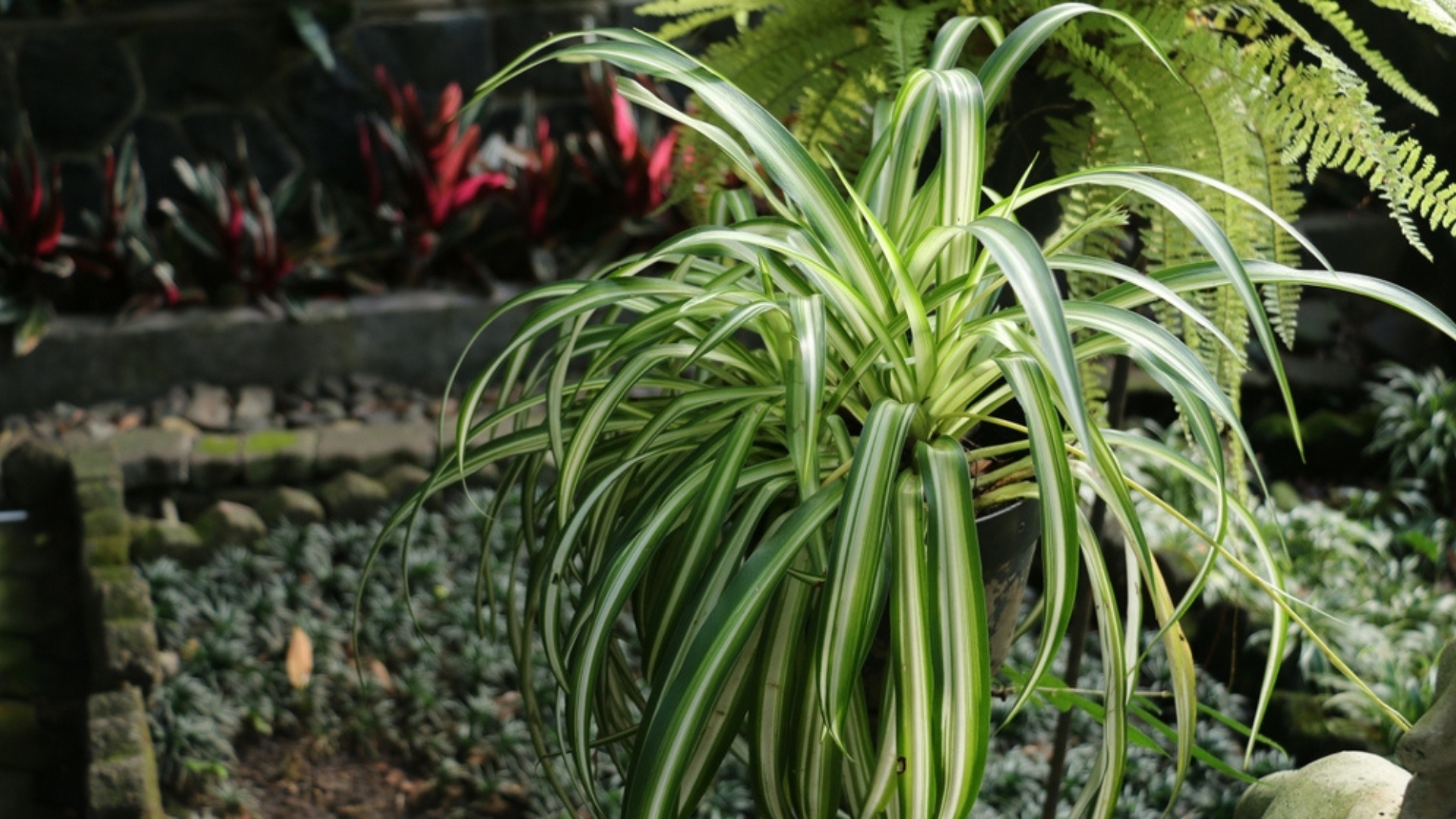 16 Outdoor-Loving Houseplants You Didn’t Know Needed The Change