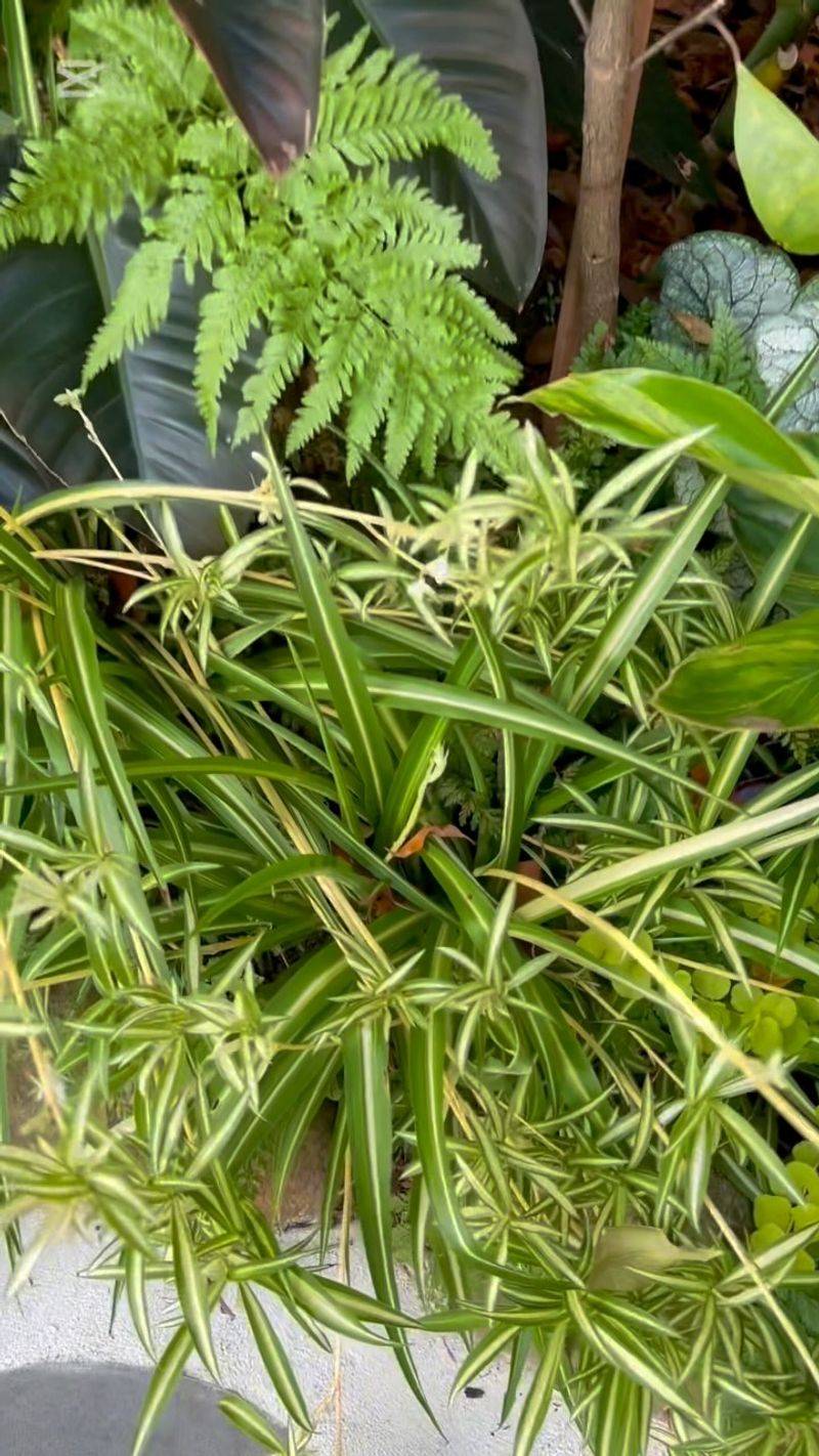 Spider Plant's Secret Summer Wish