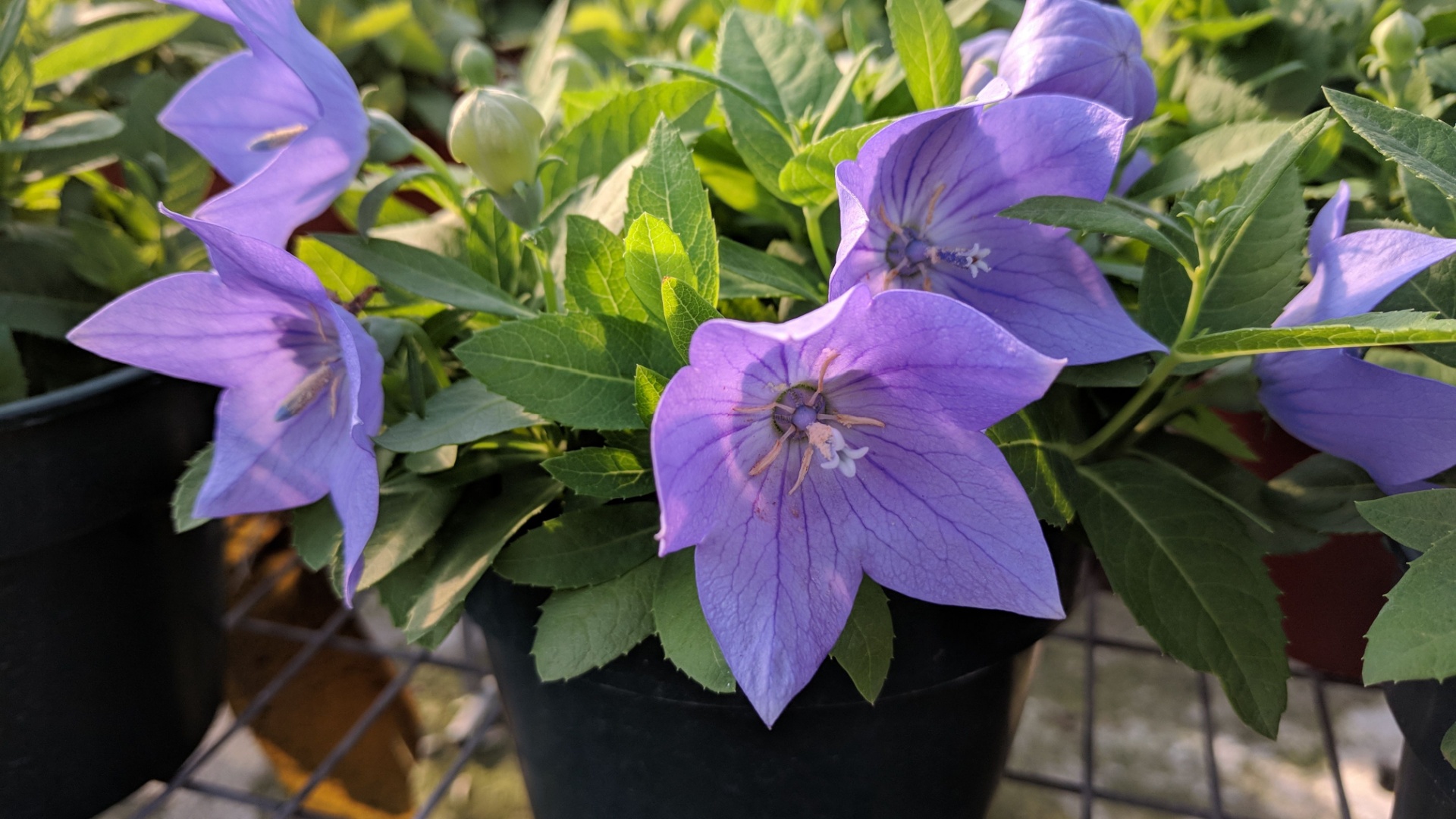 balloon flower in a pot