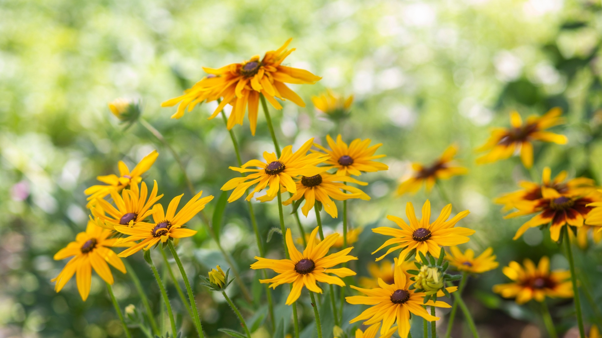 16 Perennials That Deserve A Spot In Every Yard (Plus 6 Bonus Beauties You’ll Want To Try)