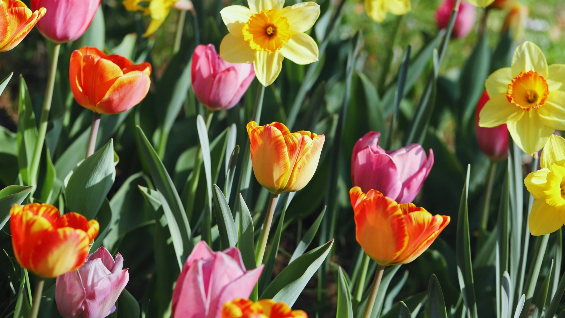 16 Perfect Companion Plants to Pair with Tulips for a Bold Spring Display