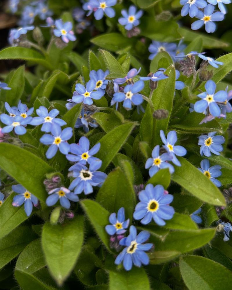 Forget-Me-Nots