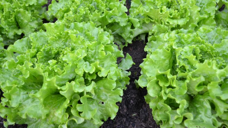 lettuce in garden