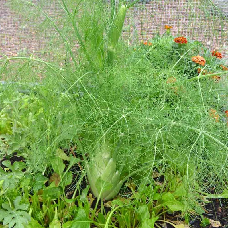 Fennel: The Neighborhood Bully