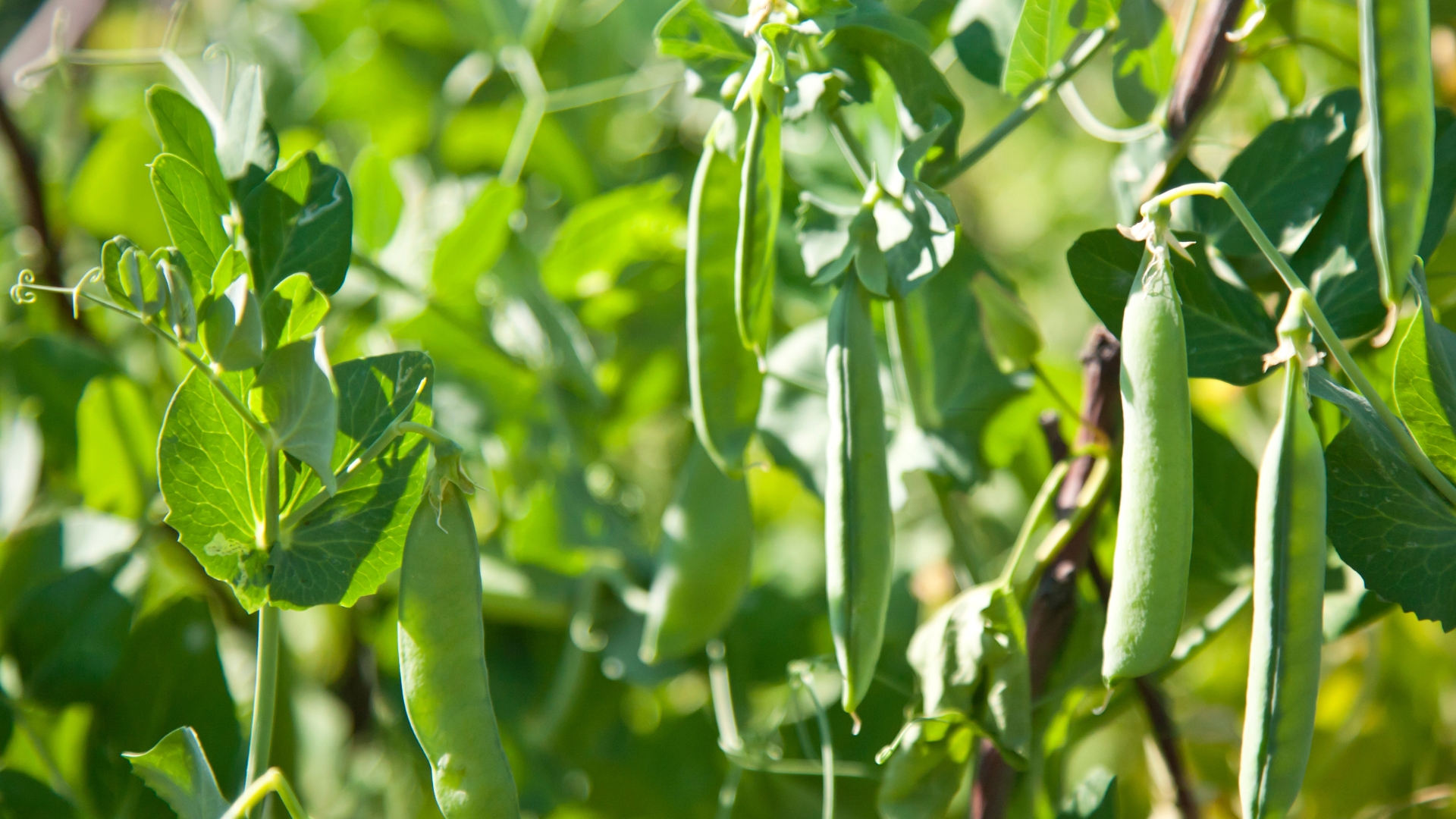 beans in garden