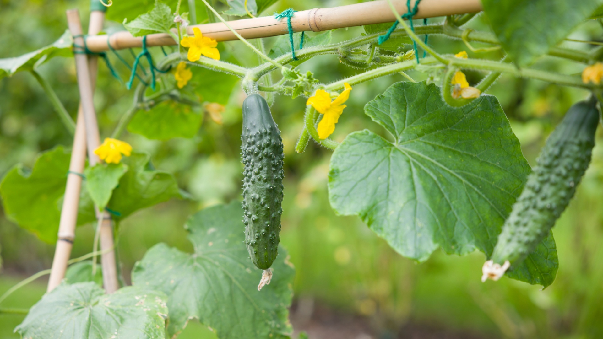 cucumber plant