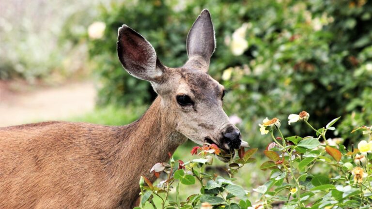 deer munching on a plant