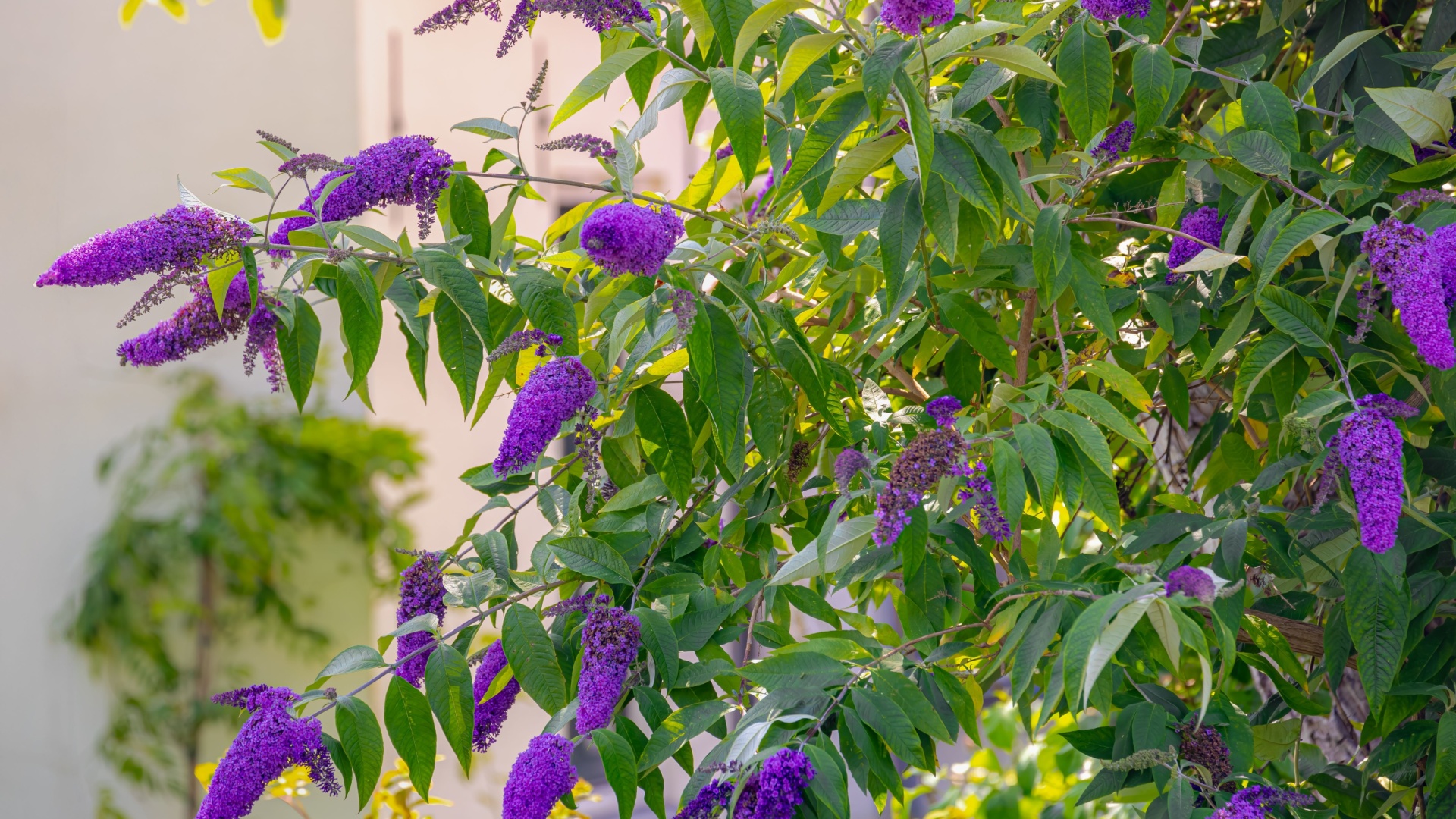butterfly bush