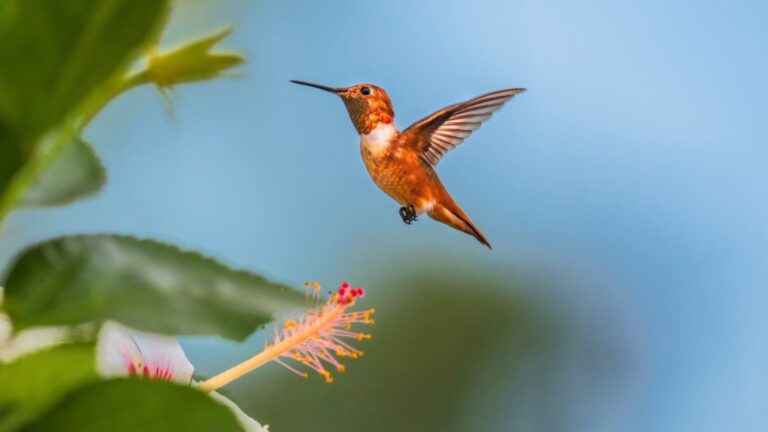 hummingbird