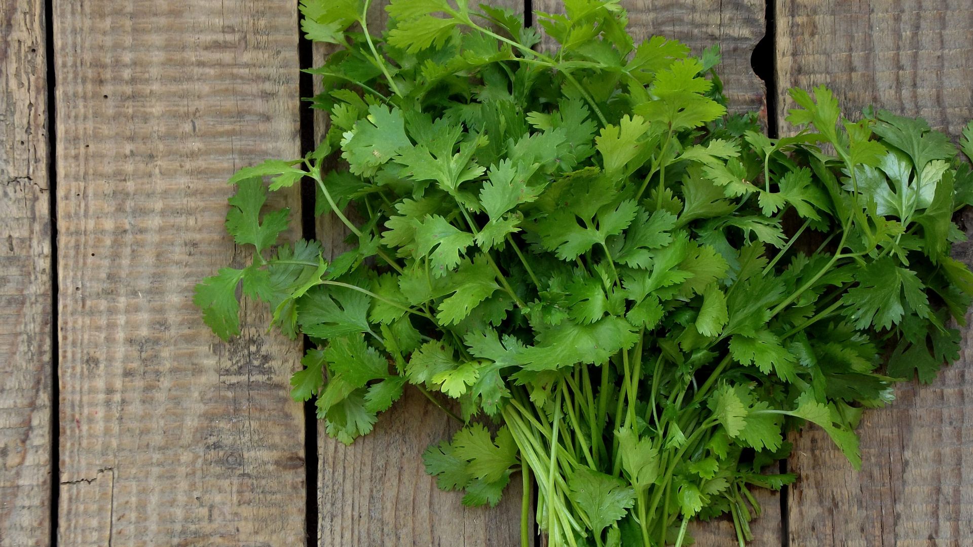 16 Reasons To Stop Growing Cilantro (And What To Plant Instead)
