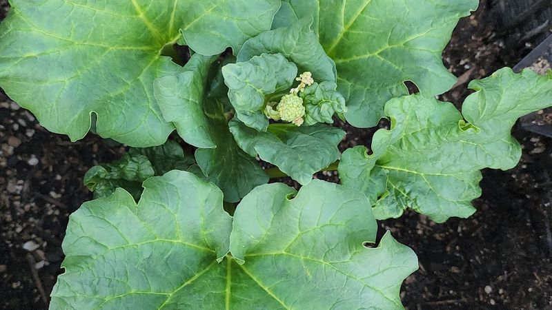 Preserves Plant Energy