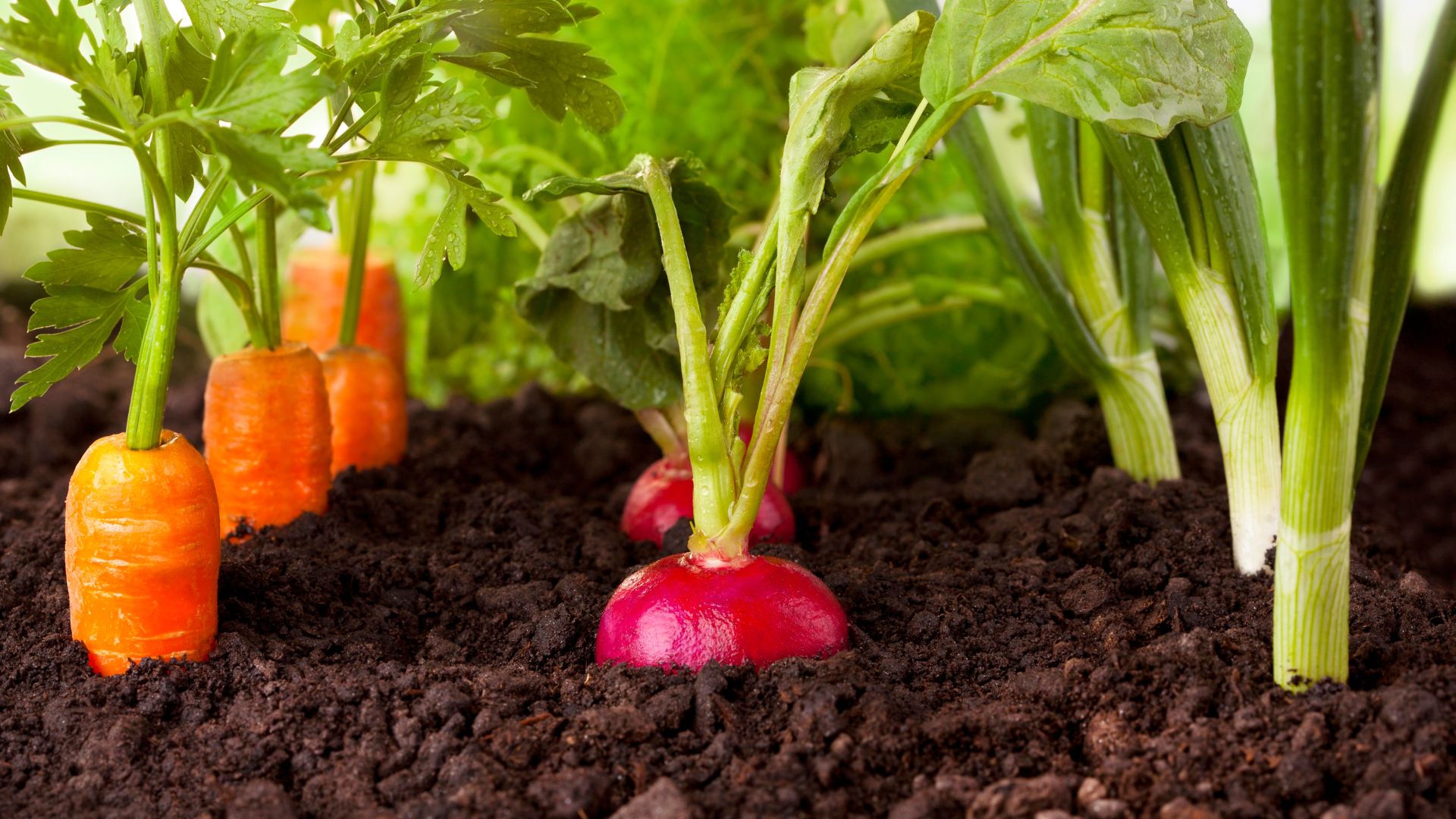 vegetables shade