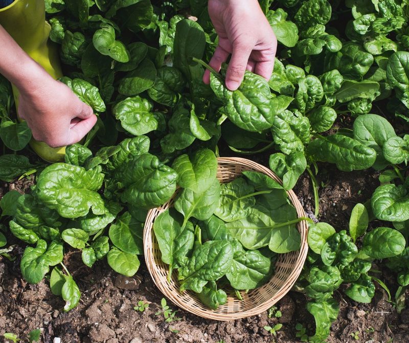 Spinach That's Never Bitter